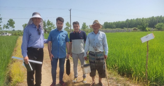 بازدید کارشناس بذر از مزارع پیمانکار شرکت خدمات حمایتی کشاورزی استان گیلان 