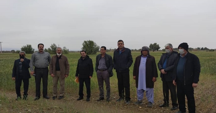 بازدید مدیر فنی و بهبود کیفیت بذر و نهال شرکت خدمات حمایتی از مزارع گندم سیستان و بلوچستان 