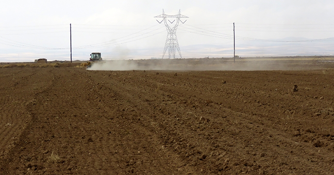 طرح پایلوت تغذیه گیاهی گندم در مزرعه منتخب استان همدان به انجام رسید