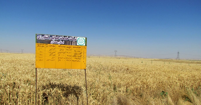 طرح پایلوت تغذیه کودی کشت گندم در مزرعه منتخب استان همدان