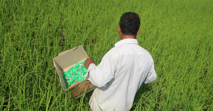 مبارزه با کرم ساقه خوار برنج از طریق نصب تریکو کارت در مزارع تولید بذر گیلان