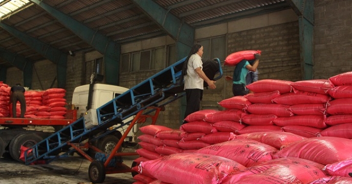 توزیع 6000 کیلوگرم کود کشاورزی نیترات سولفات آمونیوم از طریق کارگزاری پورساداتی در شهرستان رشت