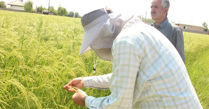 بازدیدهای فنی کارشناسان بذرو نهال از مزارع تولید بذر رقم هاشمی در گیلان