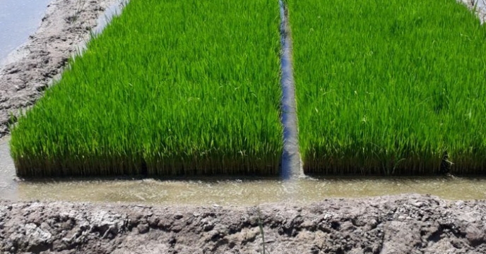 برنامه تامین 777 هزار کیلوگرم بذر شلتوک برنج در مازندران