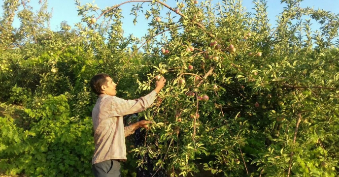 برداشت بیش از 1000 تن محصول سیب از باغات شهرستان اردل ،استان چهارمحال وبختیاری