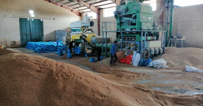 عملیات بوجاری بذر گندم در ایستگاه بوجاری شهرستان ارزوئیه استان کرمان درحال انجام است
