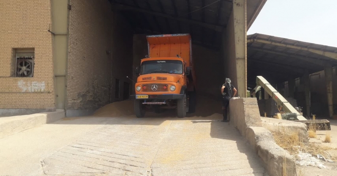 آغاز عملیات بوجاری گندم در شرکت خدمات حمایتی کشاورزی استان خوزستان