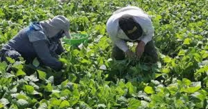 توزیع  مقدار۷.۱۵ تن کود کشاورزی یارانه ای اوره برای کشاورزان لوبیا کار شهرستان کردکوی در چهار ماهه سال۱۴۰۴
