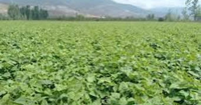 توزیع  مقدار۵.۸ تن کود کشاورزی یارانه ای اوره برای کشاورزان لوبیا کار شهرستان گرگان در چهار ماهه سال۱۴۰۴