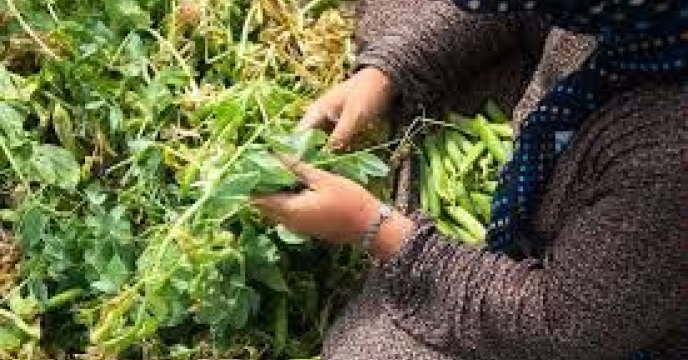 توزیع  مقدار۱.۴۵ تن کود کشاورزی یارانه ای اوره برای  کشاورزان نخود شهرستان گالیکش در چهار ماهه سال۱۴۰۴  