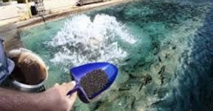 توزیع‌مقدار  ۴۹۹ تن کود اوره برای مصرف آبزی پروری  گلستان در  چهار ماهه سال جاری