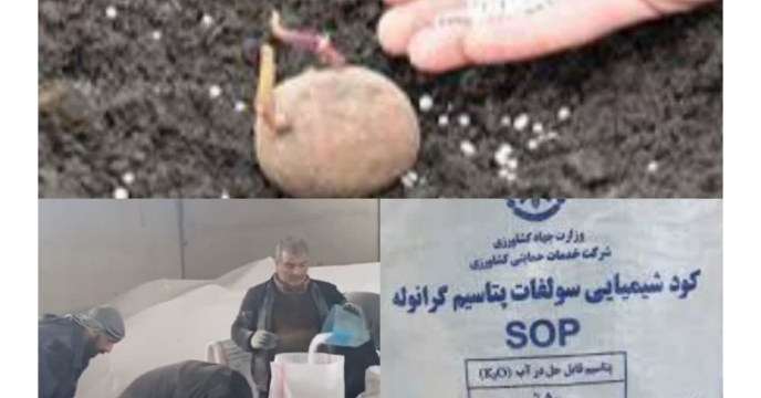 توزیع  بیش از۳۸۶ تن انواع کود یارانه ای پر مصرف برای مصرف مزارع  سیب زمینی در گلستان