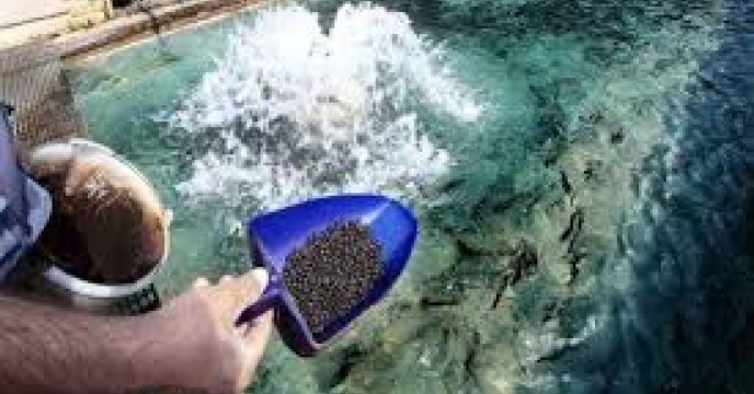 توزیع مقدار۲ تن کود اوره برای مزارع آبزی پروری  ماهیان کپور شهرستان رامیان در پنج ماه سال۱۴۰۴