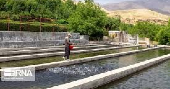 توزیع مقدار۲ تن کود اوره برای مزارع آبزی پروری  ماهیان کپور شهرستان مینودشت  در پنج ماه سال۱۴۰۴