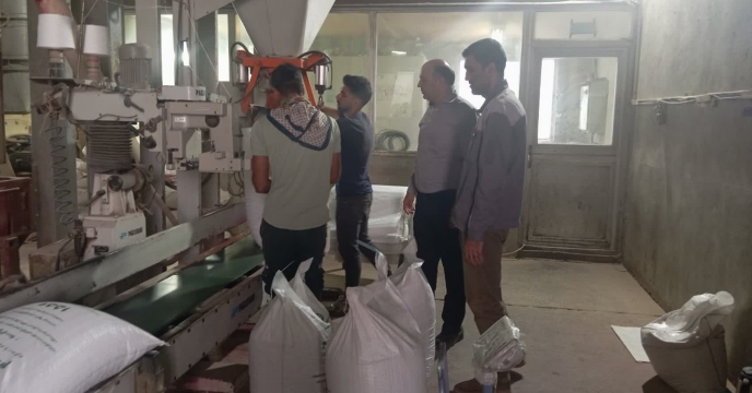بوجاری ، ضدعفونی، کیسه گیری و پارت چینی بیش از یک هزار و 155 تن  بذر گندم