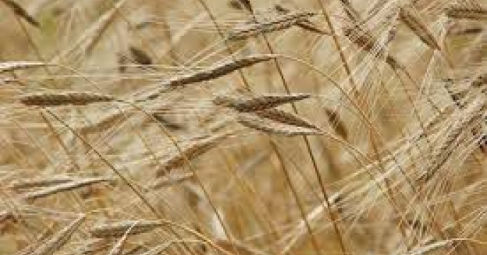 توزیع ‌مقدار۱۶ تن انواع کود کشاورزی یارانه ای  برای ‌کشت جو در شهرستان  بندر ترکمن در مهر ماهه سال۱۴۰۴