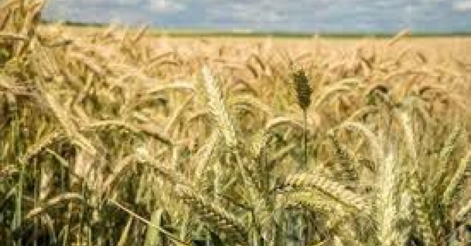 توزیع ‌مقدار۲۶ تن انواع کود کشاورزی یارانه ای  برای ‌کشت جو در شهرستان گرگان در مهر ماهه سال۱۴۰۴