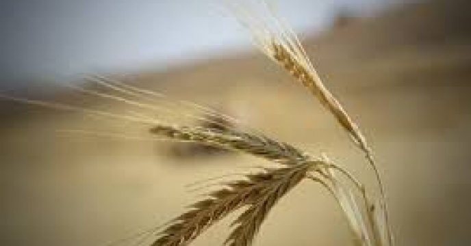 توزیع ‌مقدار۲۸۵ تن انواع کود کشاورزی یارانه ای  برای ‌کشت جو در شهرستان آق قلا در مهر ماهه سال۱۴۰۴