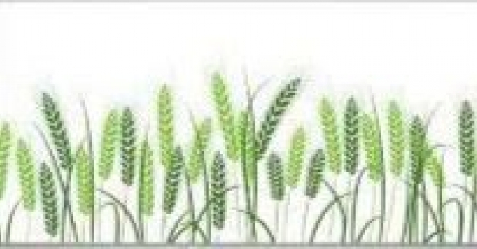 توزیع ‌مقدار۱۵ تن انواع کود کشاورزی یارانه ای  برای ‌کشت جو در شهرستان بندر ترکمن در مهر ماهه سال۱۴۰۴