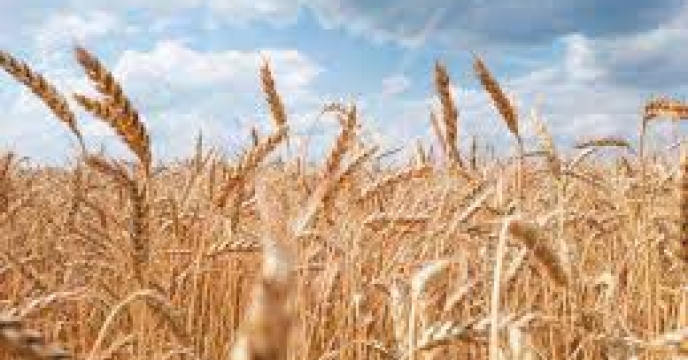 توزیع ‌مقدار۳۳ تن انواع کود کشاورزی یارانه ای  برای ‌کشت جو در شهرستان  رامیان در مهر ماهه سال۱۴۰۴