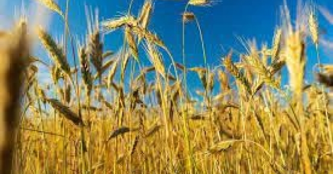 توزیع ‌مقدار۵ تن انواع کود کشاورزی یارانه ای  برای ‌کشت جو در شهرستان   گالیکش در مهر ماهه سال۱۴۰۴