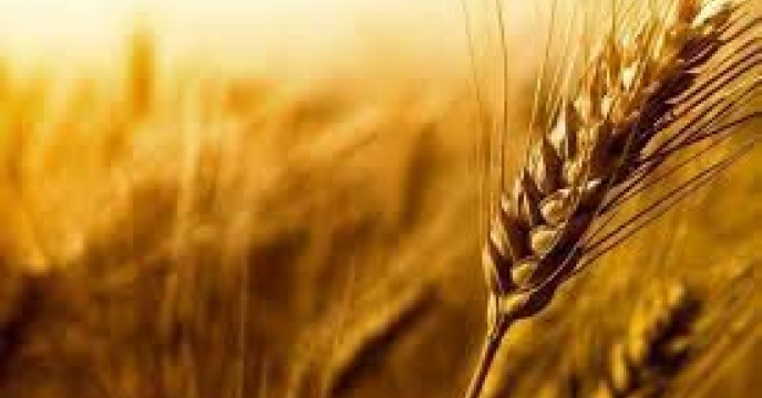 توزیع ‌مقدار ۲۰۸ تن نواع کود کشاورزی یارانه ای  برای ‌کشت جو در شهرستان گنبد کاووس در مهر ماهه سال۱۴۰۴