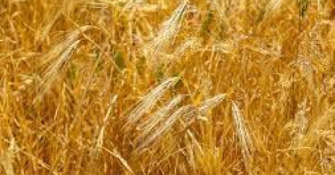 توزیع ‌مقدار ۲۰ تن انواع کود کشاورزی یارانه ای  برای ‌کشت جو در شهرستان ‌مینودشت در مهر ماهه سال۱۴۰۴