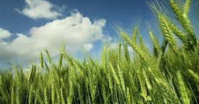 توزیع ‌مقدار ۷۸۳تن انواع کود کشاورزی یارانه ای  برای ‌کشت جو در شهرستان ‌ گمیشلن در مهر ماهه سال۱۴۰۴