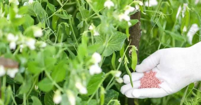  توزیع کود پتاسه با کیفیت و یکنواخت ؛ پایه اعتماد کشاورزان