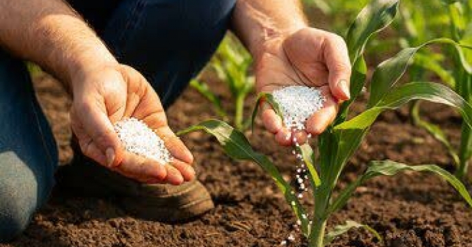 کود اوره به اندازه کافی تامین شد / توصیه‌های فنی برای مصرف سرک گندم و جو