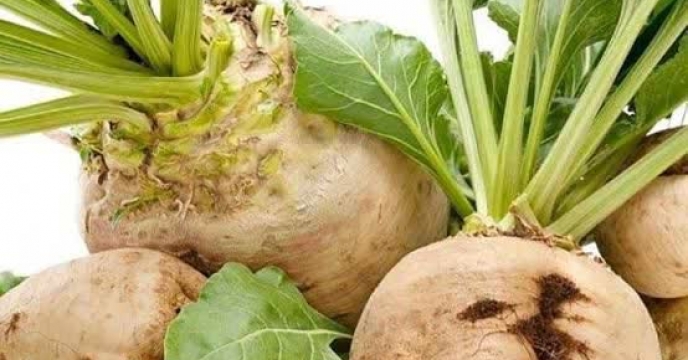 چغندر قند پاییزه، محصولی اقتصادی با نیاز آبی کم؛ حمایت گسترده از کشاورزان گلستانی با تأمین نهاده‌های کودی