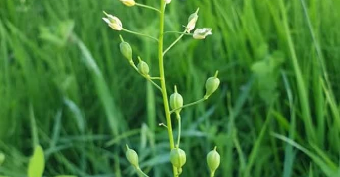افزایش سطح زیر کشت کاملینا در گلستان از ۲ هزار به ۸ هزار هکتار با استقبال کشاورزان
