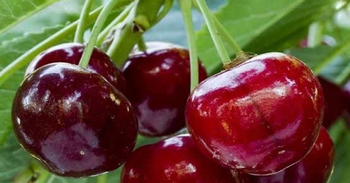 حمایت هدفمند از ۱۵۰ هکتار باغ گیلاس بارده گلستان؛ کود یارانه بر اساس الگوی کشت برای اولین بار توزیع شد