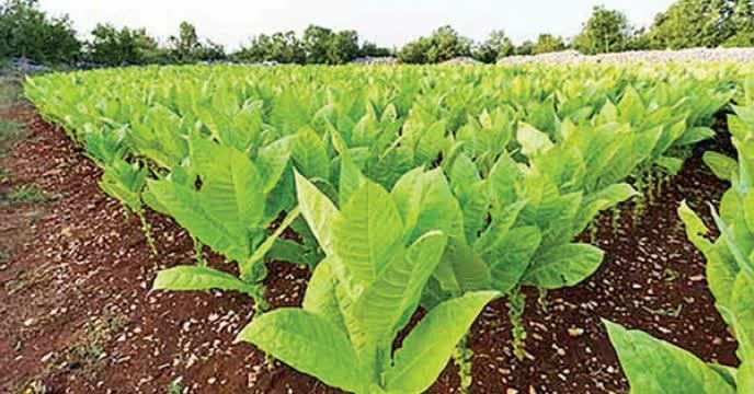 مقدار بیش از۶۵ تن کودیارانه ای برای مزارع توتون گلستان توزیع شد
