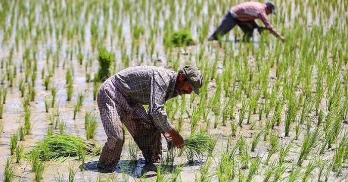 توزیع کود پرمصرف برای مزارع خشکی کاری  و نسق برنج استان گلستان