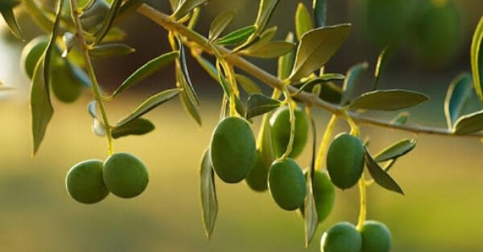 تدام‌ حمایت  از تولید؛توزیع ۸۸ تن کود اوره برای افزایش بهره وری باغات زیتون گلستان