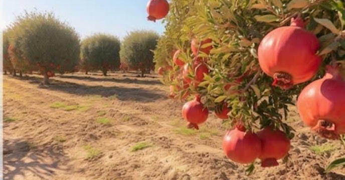 توزیع ۷۰ تن کود یارانه‌ای میان باغداران انار گلستان