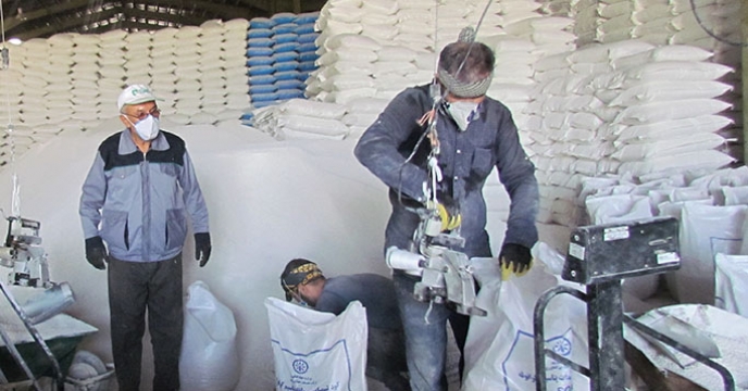 عملیات کیسه گیری کود شیمیایی فله در شرکت خدمات حمایتی کشاورزی استان همدان 