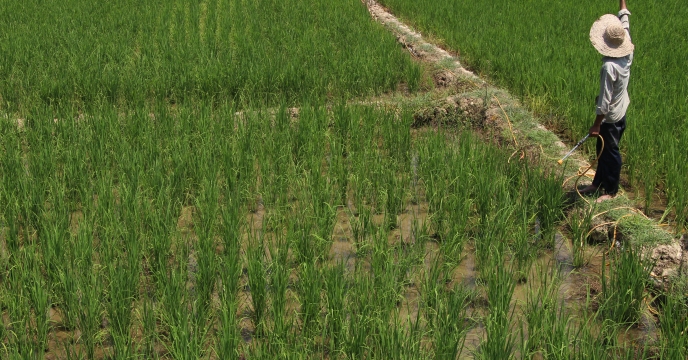 مدیریت و کنترل بیماری قارچی بلاست در شالیزارهای برنج 
