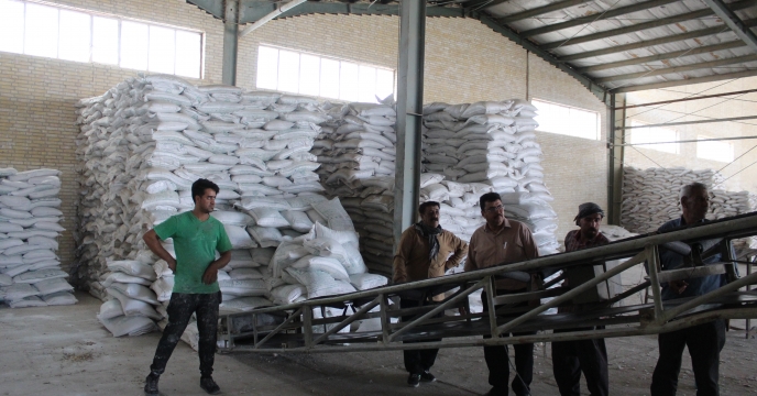 تفت؛ یکی از پیشتازان تأمین نهاده در استان یزد با صدور ۲۶۲۴ فقره حواله الکترونیکی 