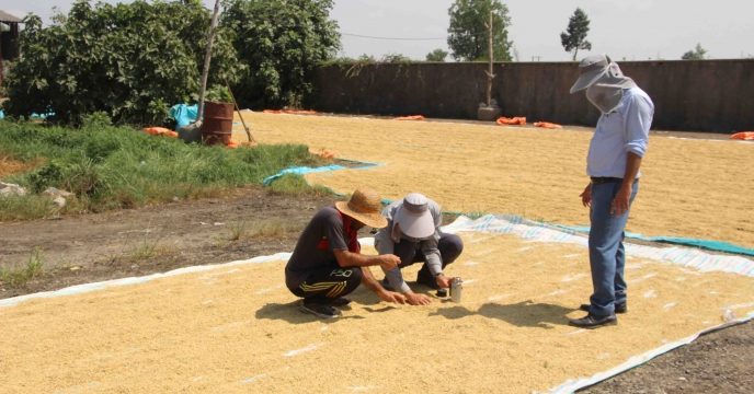 خرید 470 تن بذر خام برنج از پیمانکاران تولید کننده طرف قرارداد با شرکت خدمات حمایتی کشاورزی گیلان