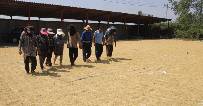 کاهش رطوبت شلتوک برنج با استفاده از روش هوا خشک در مزارع تولید بذر برنج در گیلان