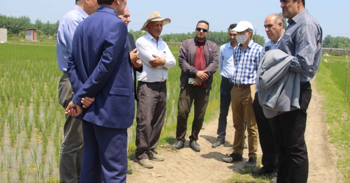 بازدید مدیر فنی و بهبود کیفت بذر و نهال به همراه مدیر شرکت خدمات حمایت کشاورزی استان از مزرعه طرح تغذیه برنج