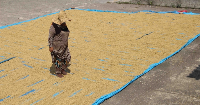 خرید بذر برنج از پیمانکاران  طرف قرارداد با شرکت خدمات حمایتی کشتورزی استان گیلان