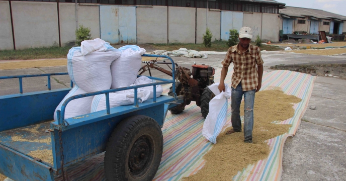 خرید بذر برنج از پیمانکاران  طرف قرارداد با شرکت خدمات حمایتی کشاورزی استان گیلان