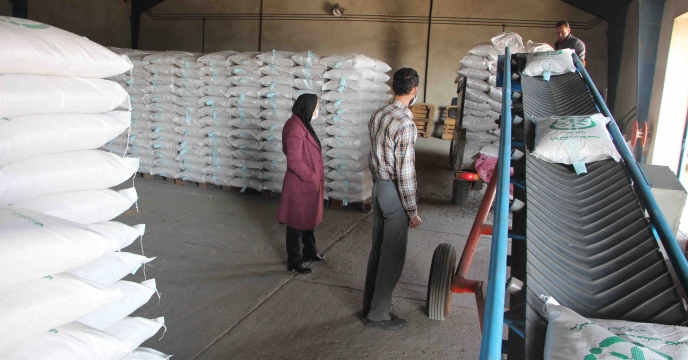 تخصیص  115تن بذر اصلاح و گواهی شده برنج رقم هاشمی برای شهرستان لاهیجان
