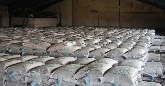 توزیع بذر برنج رقم گیلانه گواهی شده مورد تایید موسسه ثبت گواهی بذر