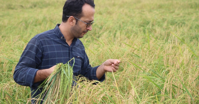 معرفی دو رقم جدید برنج در موسسه تحقیقات برنج کشور