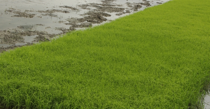بازدید از مزارع بذور  برنج پیمانکاران طرف قرارداد