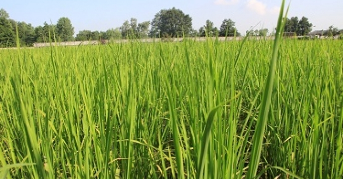  شروع فاز زایشی در شالیزارهای پیمانکاران تولید بذر برنج شرکت خدمات حمایتی کشاورزی استان گیلان 